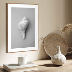 Shell | FRAMED PRINT