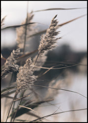 Mellow Grasses 3 | FRAMED PRINT