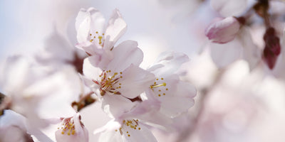 Cherry Blossom | CANVAS PRINT