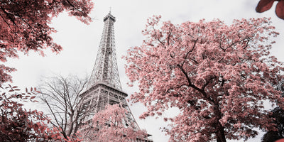 Purple Blossom | CANVAS PRINT