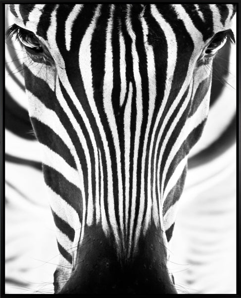 MI Zebra eyes m | Canvasprint (SP) | Colli 2