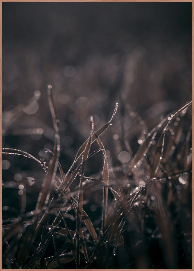 Spec. Mellow grasses 5 | Poster Board (SP) | Colli 4