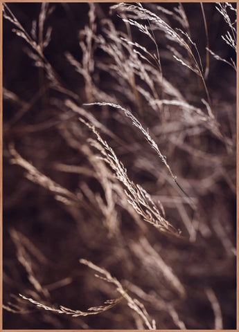 Spec. Mellow grasses 7 | Poster Board (SP) | Colli 4