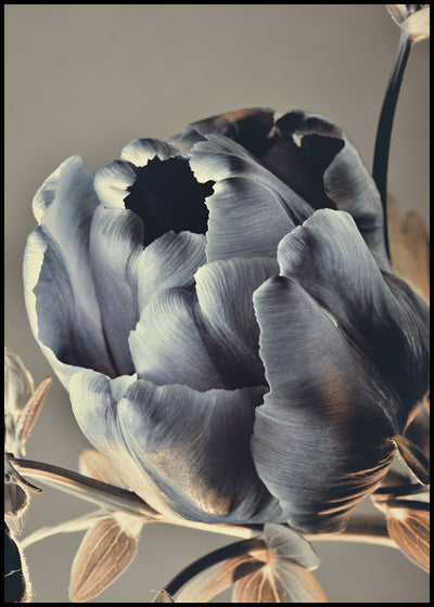 Baroque 3 | FRAMED PRINT