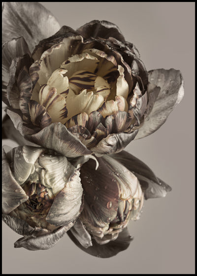 Baroque 4 | FRAMED PRINT