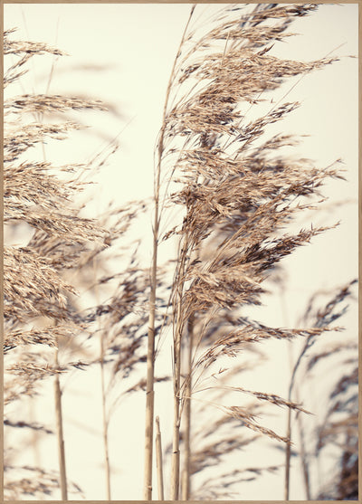 Reed 1 | FRAMED PRINT