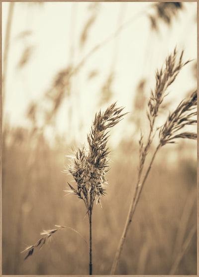 Reed 3 | FRAMED PRINT