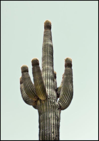 Saguaro | FRAMED PRINT