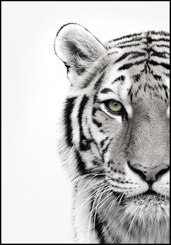 White Tiger | FRAMED PRINT
