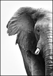 White Elephant | FRAMED PRINT