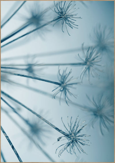 Star burst | FRAMED PRINT