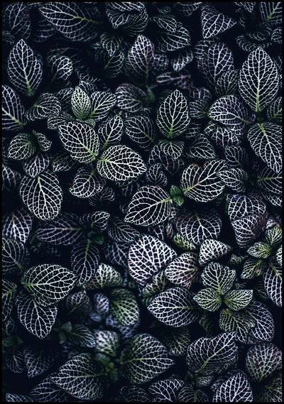 Moon Flowers | FRAMED PRINT