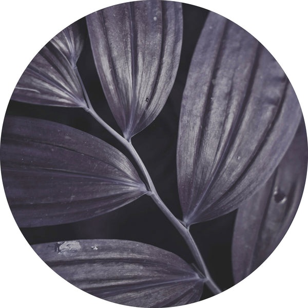Dark plant 3 | CIRCLE ART