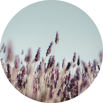 Field haze | CIRCLE ART