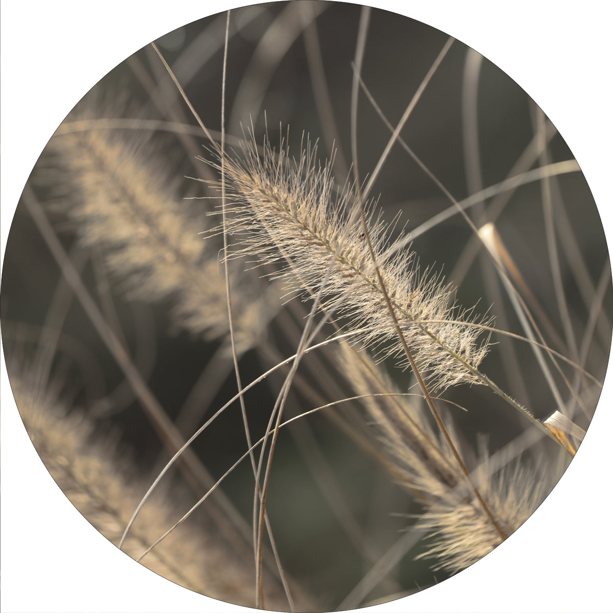 MI Circle / Mellow Grasses 2 / 40 cm/ 5 stk./Kolli