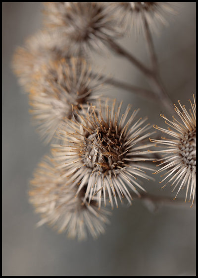 Avantgarde | FRAMED PRINT