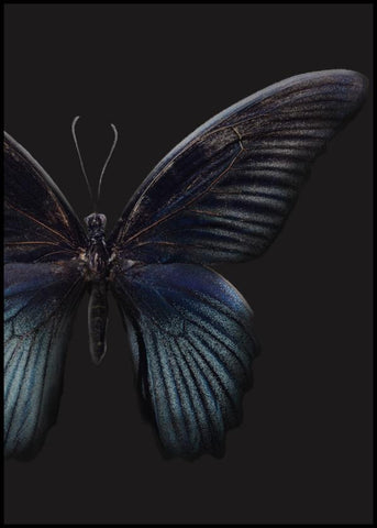 Black Butterfly | FRAMED PRINT