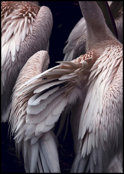 Flamboyance 1 | FRAMED PRINT