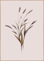 Wheat | FRAMED PRINT