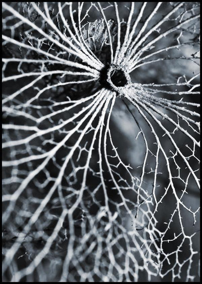 Winterspell | FRAMED PRINT