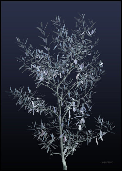 Black Olive | FRAMED PRINT