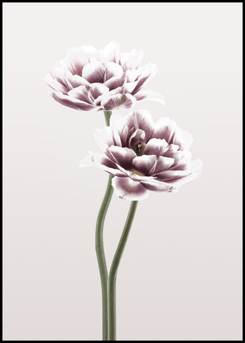 Cosmos 1 | FRAMED PRINT