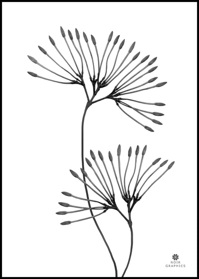 Grace | FRAMED PRINT