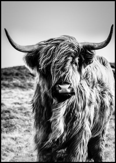 Highlander | FRAMED PRINT