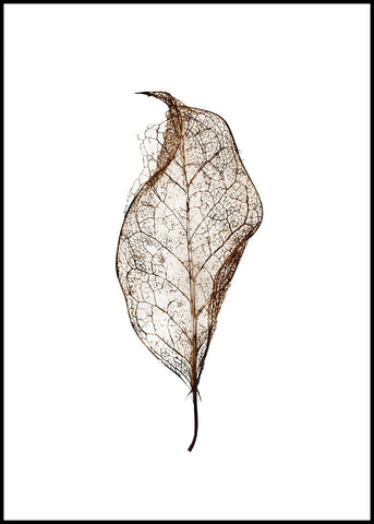 Leaf | FRAMED PRINT