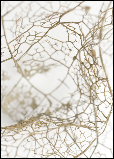 Leaf skeleton | FRAMED PRINT