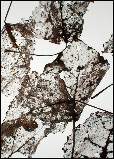 Leaves | FRAMED PRINT