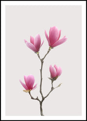 Magnolia 1 | FRAMED PRINT