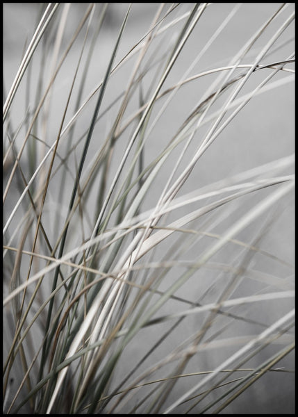 Mellow Grasses 1 | FRAMED PRINT
