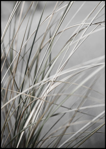Mellow Grasses 1 | FRAMED PRINT