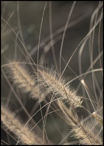 Mellow Grasses 2 | FRAMED PRINT
