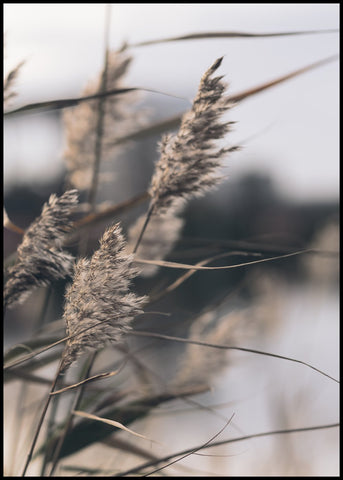 Mellow Grasses 3 | FRAMED PRINT