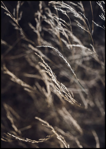 Mellow Grasses 7 | FRAMED PRINT