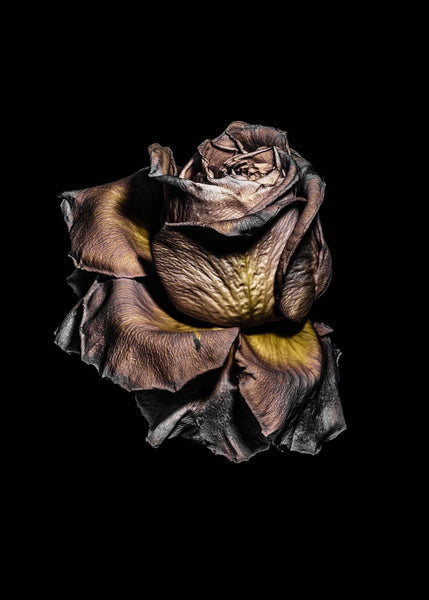 Metallic Rose | FRAMED PRINT