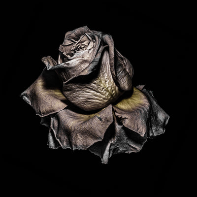 Metallic Rose / SILVER