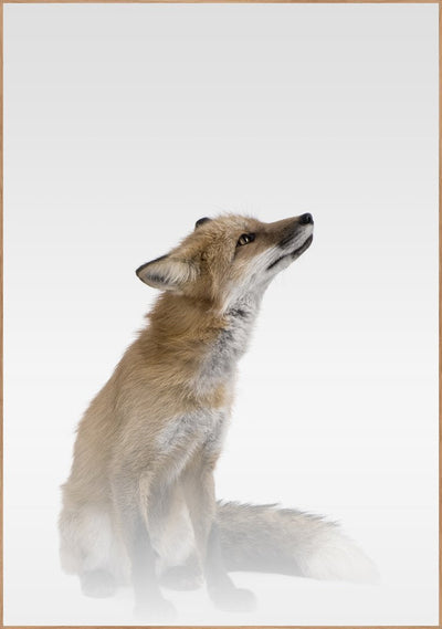 Misty Fox | FRAMED PRINT
