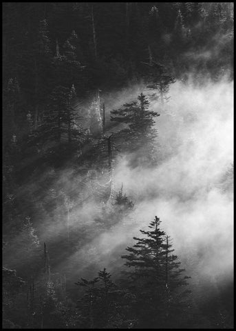 Misty pine woods | FRAMED PRINT