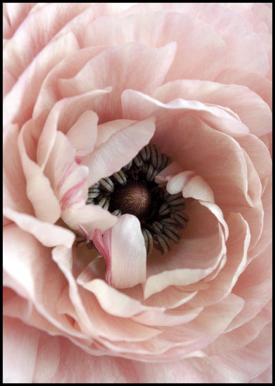 Opulent 6 | FRAMED PRINT