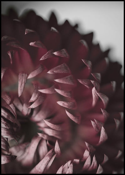 Opulent 7 | FRAMED PRINT