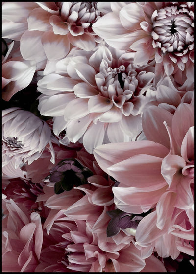 Opulent 8 | FRAMED PRINT