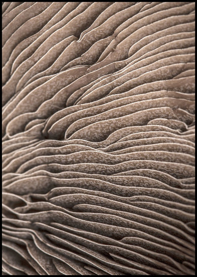 Organic Lines 3 | FRAMED PRINT