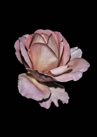 Pink  Rose | FRAMED PRINT