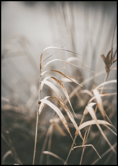 Reed 2 | FRAMED PRINT