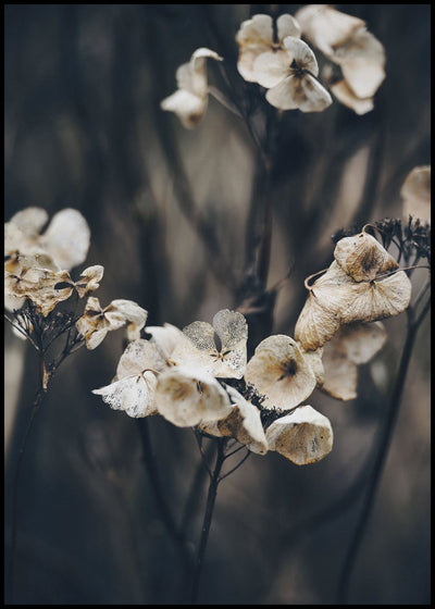 Secret 4 | FRAMED PRINT