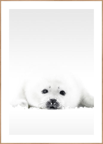 White Seal | FRAMED PRINT