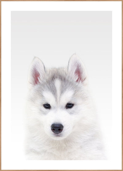 White Wolf | FRAMED PRINT